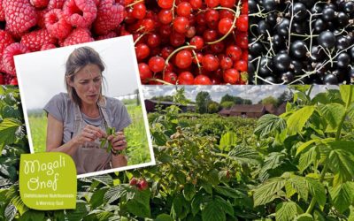 La fête de la fraise à Roncq