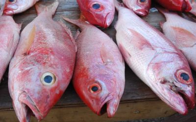 Manger du saumon est-il dangereux pour notre santé ?
