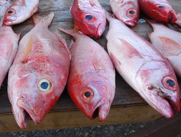 Manger du saumon est-il dangereux pour notre santé ?