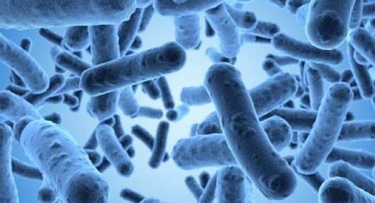 Microbiote, alimentation et santé
